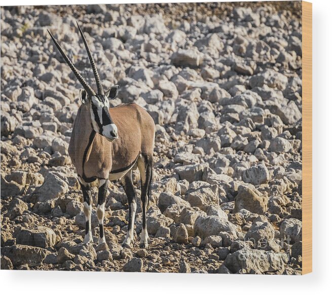 Gemsbok Wood Print featuring the photograph Oryx, Etosha National Park, Namibia by Lyl Dil Creations