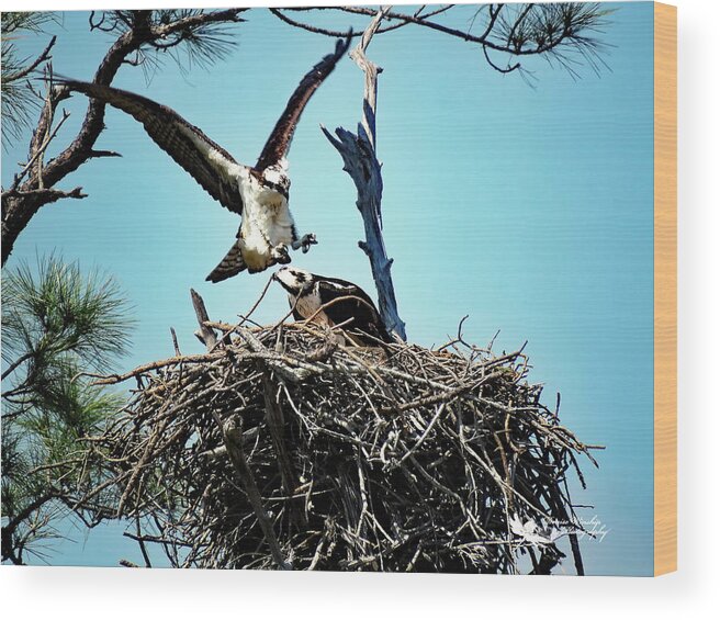 Osprey Wood Print featuring the photograph Osprey Family in the Making by Denise Winship