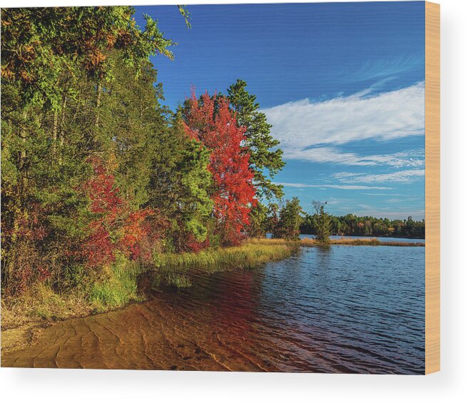 Fall Wood Print featuring the photograph Oswego Lake Pinelands by Louis Dallara