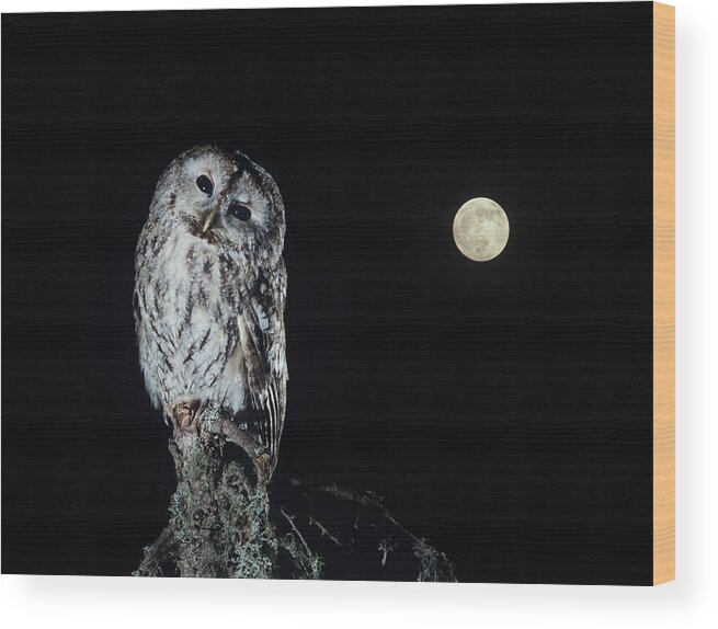 Viewpoint Wood Print featuring the photograph Owl On Branch by Moodboard