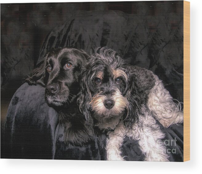 Cavapoo Wood Print featuring the photograph Pampered Pets by Amy Dundon