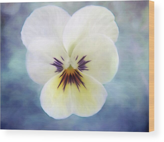 Pansy Wood Print featuring the photograph Pansy by Heather Buechel