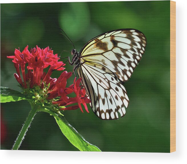 Animal Themes Wood Print featuring the photograph Paper Kite Butterfly Feeding On Pentas by Lasting Image By Pedro Lastra