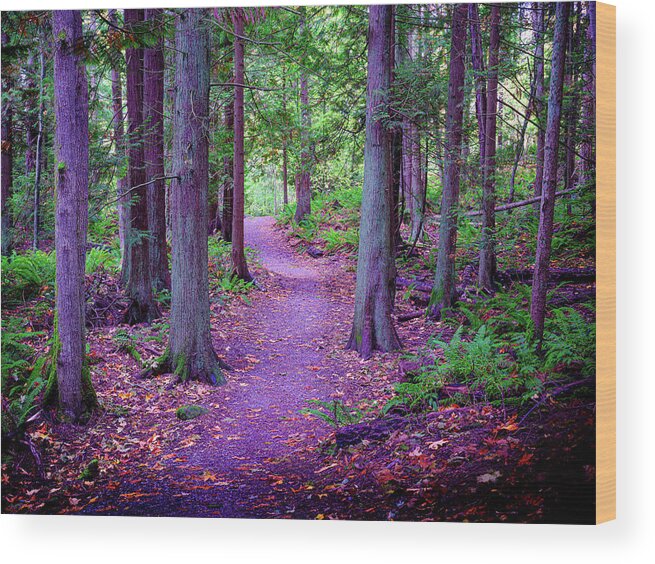 Green Wood Print featuring the photograph Pathway by David Jolly