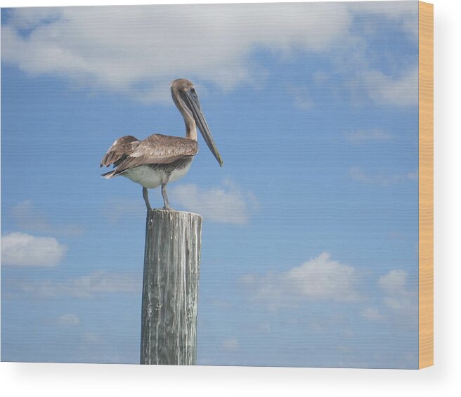Sea Bird Wood Print featuring the photograph Pelican Perch by Marty Klar