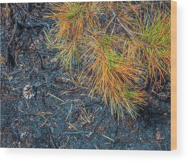 Barrens Wood Print featuring the photograph Pine Barrens Burn by Louis Dallara