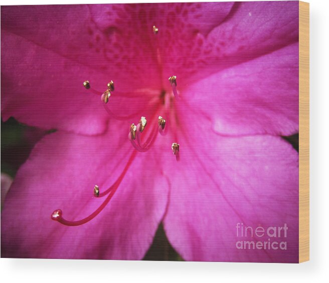 Spring Wood Print featuring the photograph Pink Attraction by Robert Knight