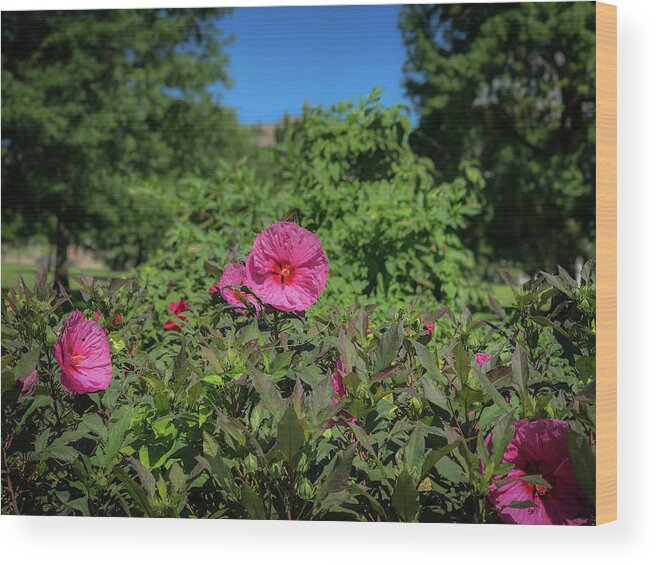 Flowers Wood Print featuring the photograph Pink by Lora J Wilson