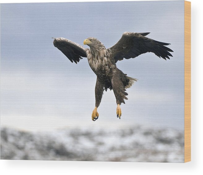 Flight Wood Print featuring the photograph Prepare For Landing by Olof Petterson
