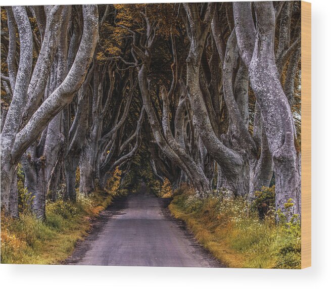 Europe Wood Print featuring the photograph Pretty autumn morning at Dark Hedges by Jaroslaw Blaminsky