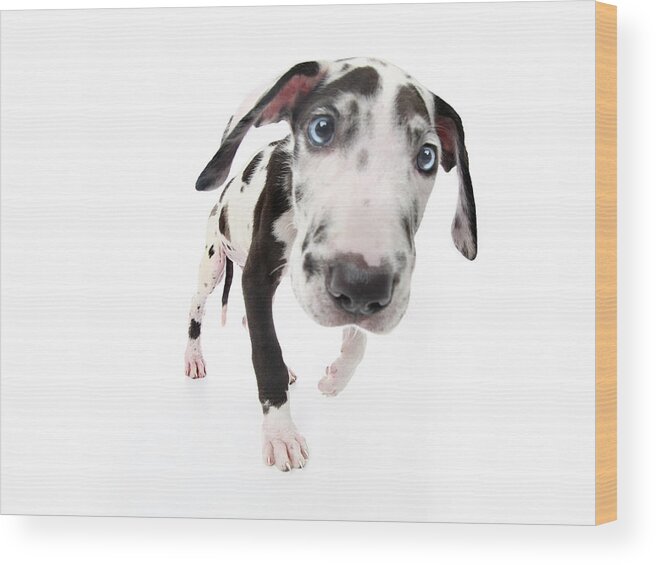 Animals Wood Print featuring the photograph Puppies 039 by Andrea Mascitti Puppies