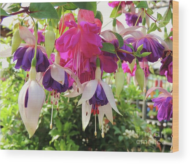 Flowers Wood Print featuring the photograph Purple, White, and Pink Fuchsias by Julie Rauscher
