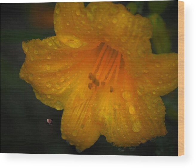 Botanical Wood Print featuring the photograph Rain and Day Lily by Richard Thomas