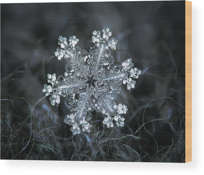 Snowflake Wood Print featuring the photograph Real snowflake - 26-Dec-2018 - 1 by Alexey Kljatov