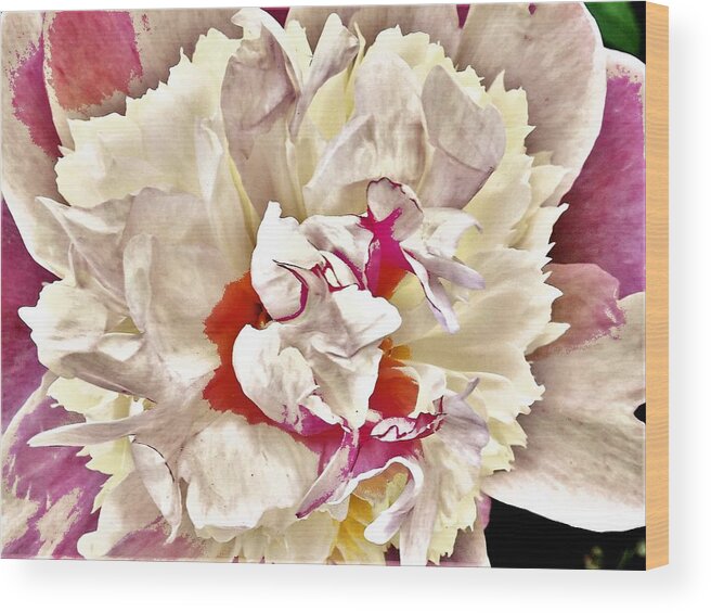 Flowers Wood Print featuring the photograph Rhodo in White by Bearj B Photo Art