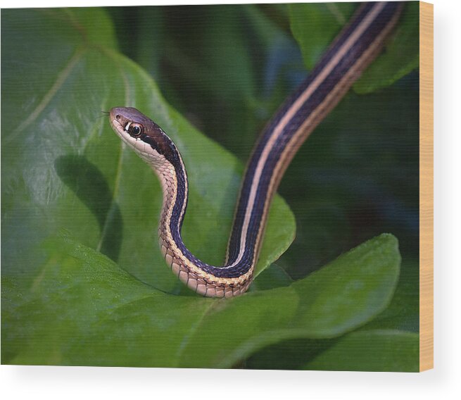 Snake Wood Print featuring the photograph Ribbon on Green by Art Cole
