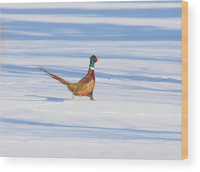 Snow Wood Print featuring the photograph Ring-necked Pheasant by Ed Matuod