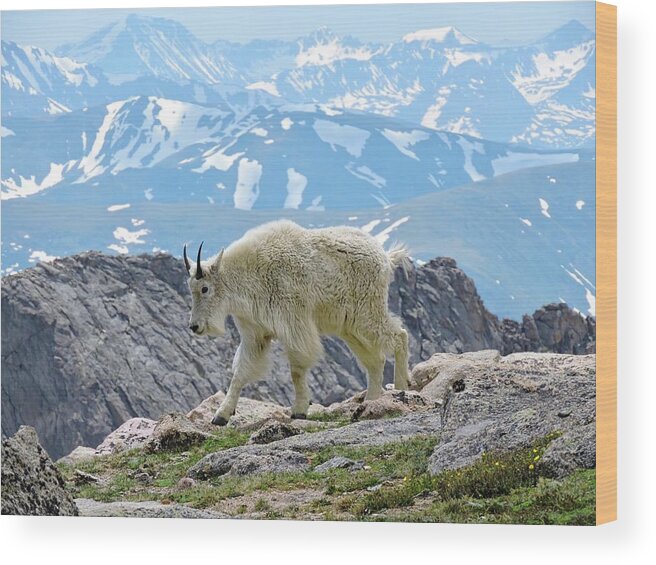 Mountain Goat Wood Print featuring the photograph Rocky Mountain Goat by Connor Beekman