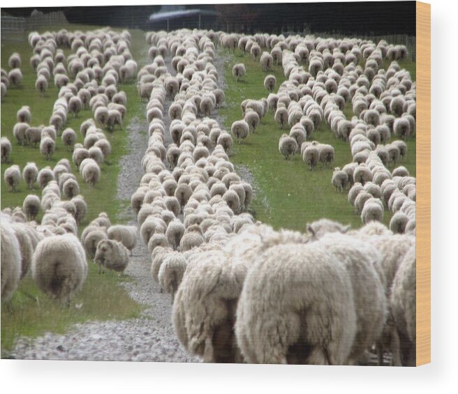 Grass Wood Print featuring the photograph Romney Sheep Mob Trailing To Yards by Cathie Bell