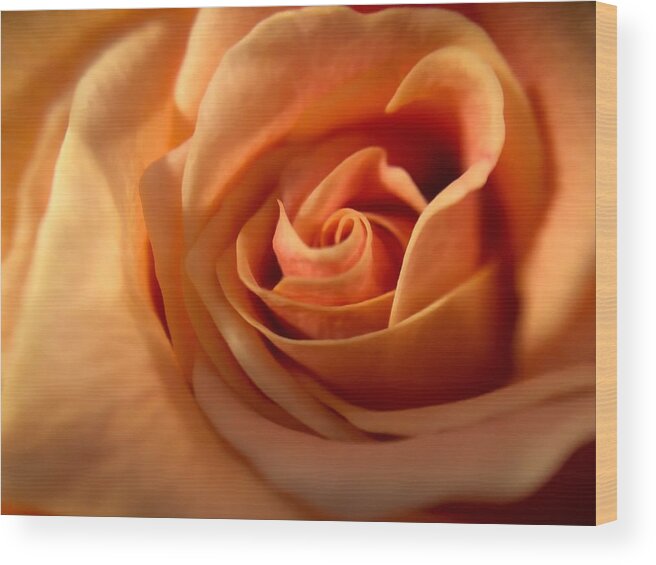 Flower Wood Print featuring the photograph Melon-colored Rose by Anamar Pictures