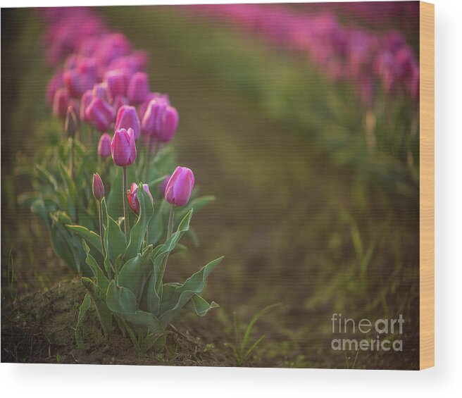 Skagit Wood Print featuring the photograph Rows of Soft Pink Beautiful Blooms by Mike Reid