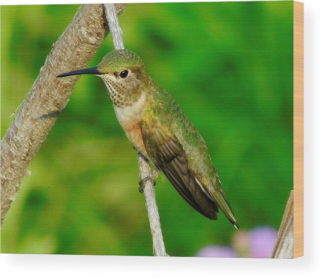 Bird Wood Print featuring the photograph Rufous Hummingbird by Dan Miller