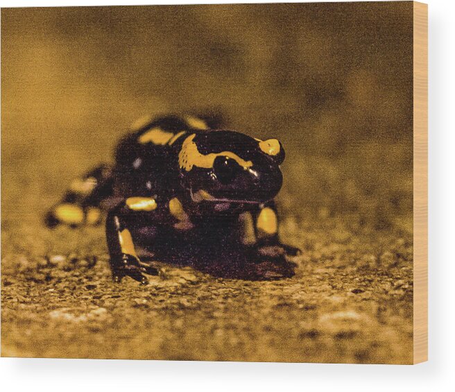 Animals Wood Print featuring the photograph Salamander 1 by Jorg Becker