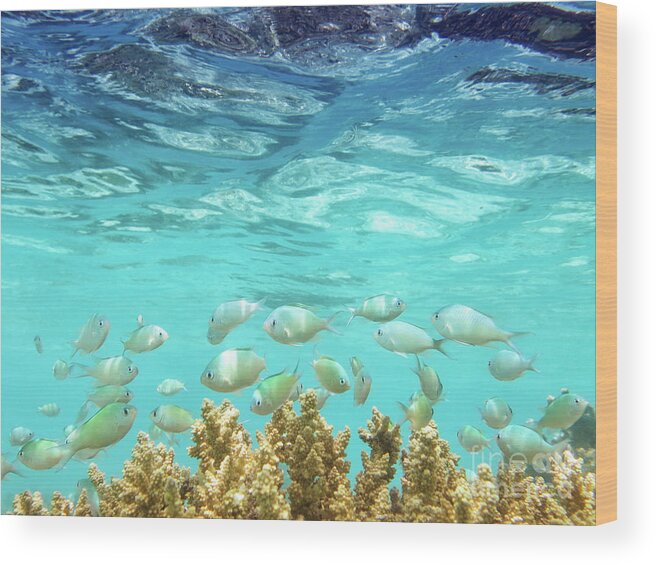 Coral Reef Wood Print featuring the photograph School in the Blue Lagoon by Becqi Sherman