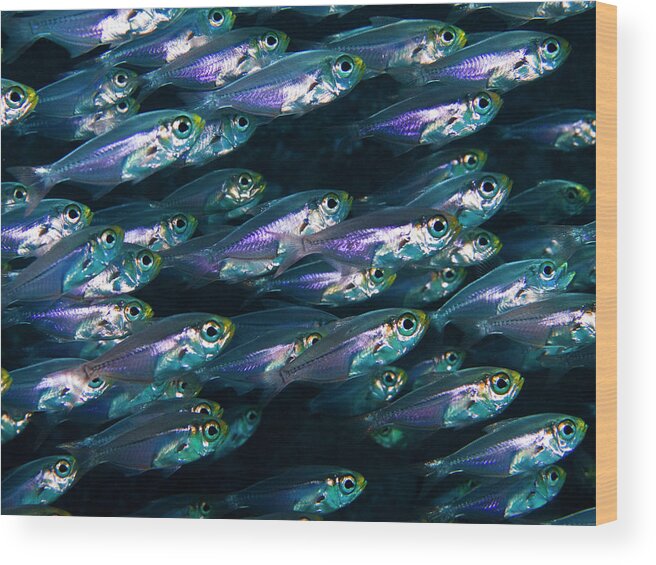 Underwater Wood Print featuring the photograph School Of Fish by A. Martin Uw Photography