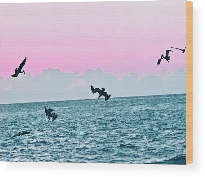 Birds Wood Print featuring the photograph Seagulls Diving for Dinner at Sunset in Captiva Island Florida by Shelly Tschupp