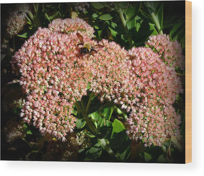 Nature Wood Print featuring the photograph Sedum and Bee 013 by Mike McBrayer