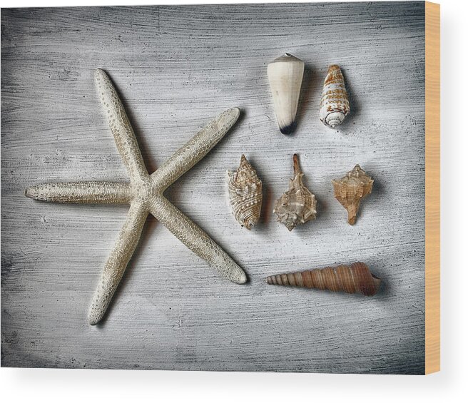 Animal Shell Wood Print featuring the photograph Shells And Starfish by Santiago Nuevo Peña