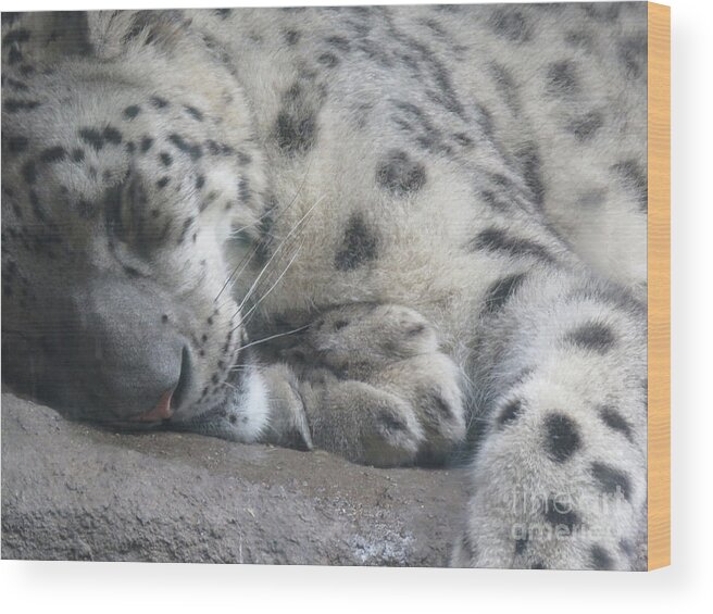 Close-up Wood Print featuring the photograph Sleeping Cheetah by Mary Mikawoz