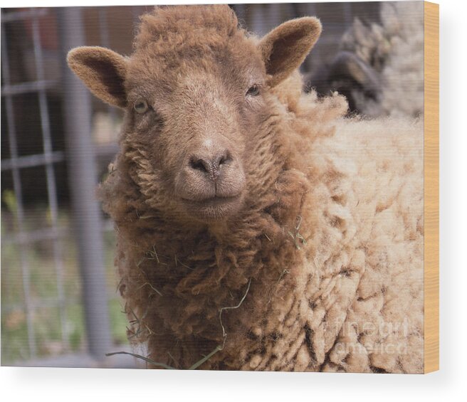 Sheep Wood Print featuring the photograph Smirking Sheep by Christy Garavetto