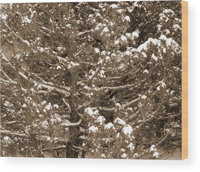 North Dakota Wood Print featuring the photograph Snow and Branches by Cris Fulton