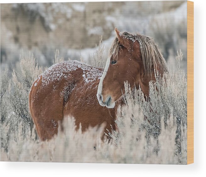 Sand Wash Basin Wood Print featuring the photograph Snow Dusted Mustang Stallion by Dawn Key