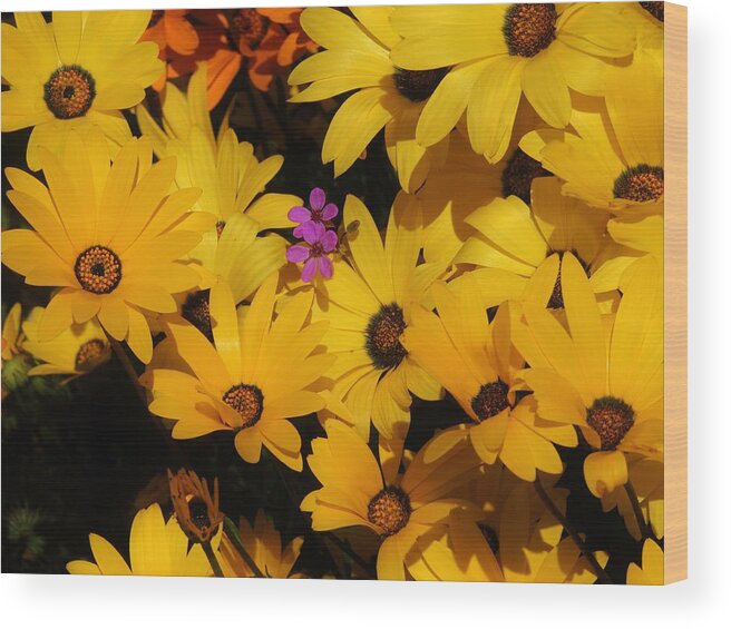 African Daisies Wood Print featuring the photograph Spring in the neighborhood by Helen Carson
