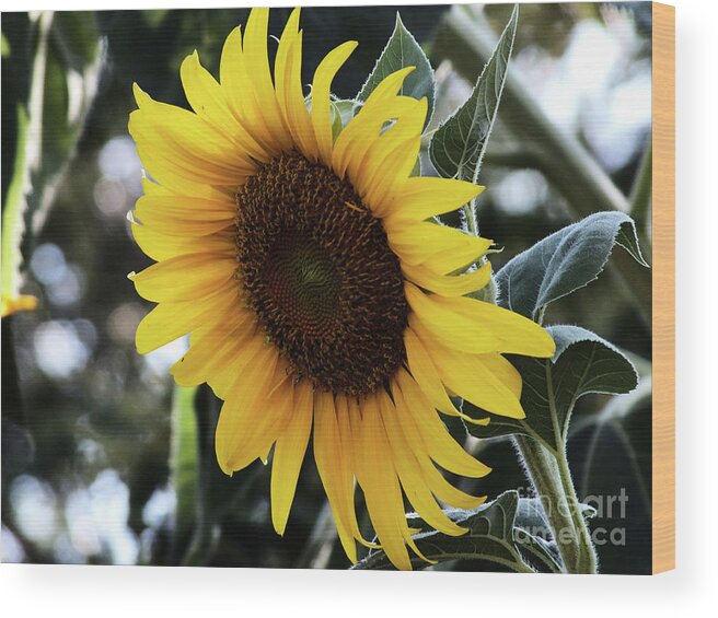 Flower Wood Print featuring the digital art Sun flower by Yenni Harrison