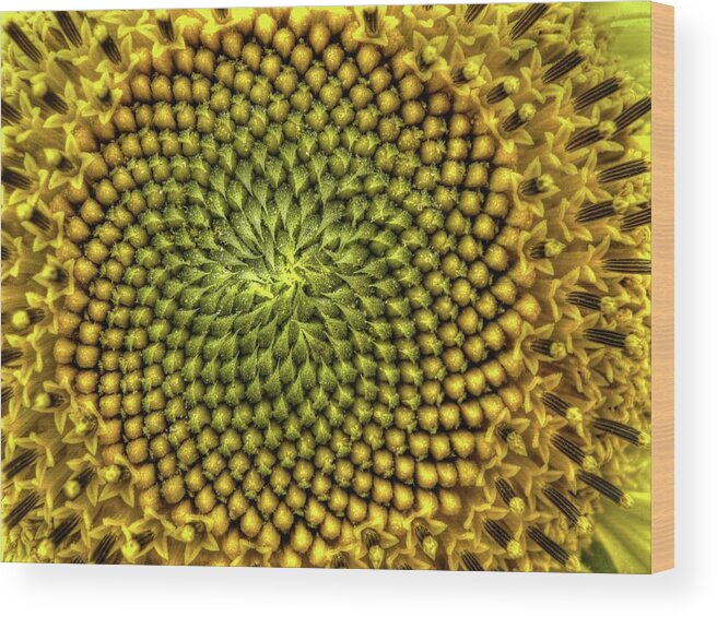 Natural Pattern Wood Print featuring the photograph Sunflower by Habub3
