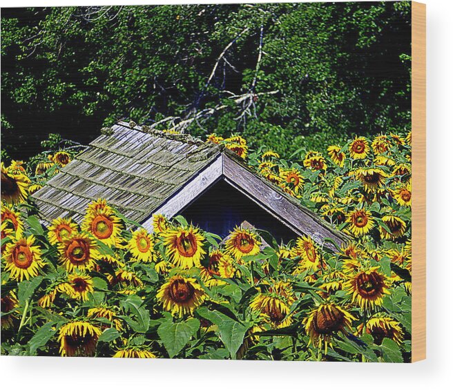 Sunflower Wood Print featuring the photograph Sunflower Takeover by Lori Seaman