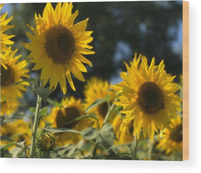 Sunflowers Wood Print featuring the photograph Sweet Sunflowers by Lora J Wilson