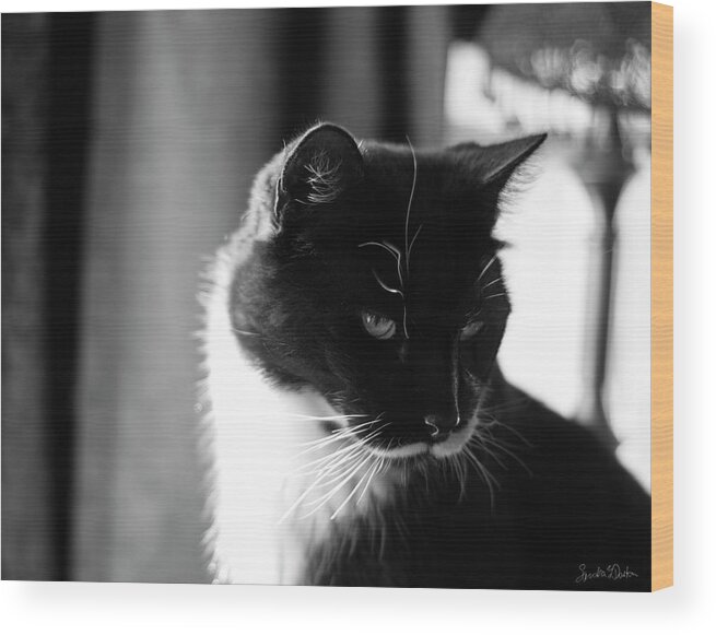 Tuxedo Cat Wood Print featuring the photograph Sylvester by Sandra Dalton