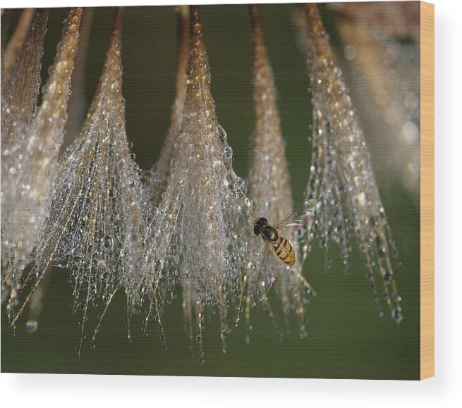 Syrphid Fly Wood Print featuring the photograph Syrphid Fly On A Dewy Morn by Daniel Reed