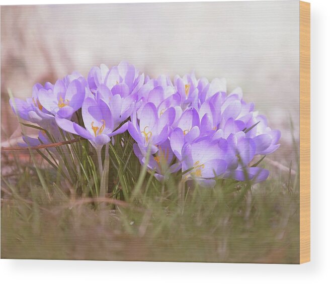Crocus Wood Print featuring the photograph The Earth Blooms 2 by Jaroslav Buna