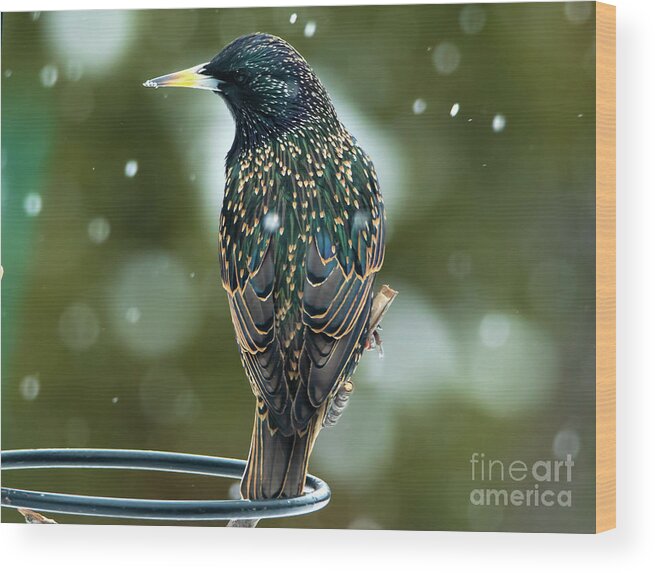 Starling Wood Print featuring the photograph The Starling Bird Portrait by Sandra J's