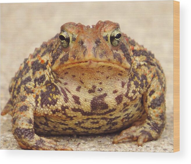 Toads Wood Print featuring the photograph This Is My Happy Face by Lori Frisch
