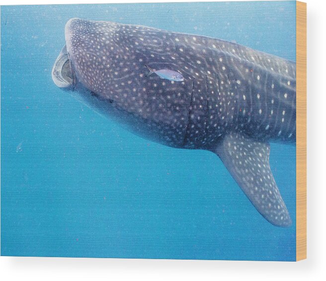 Ocean Wood Print featuring the photograph Time To Krill by Lynne Browne
