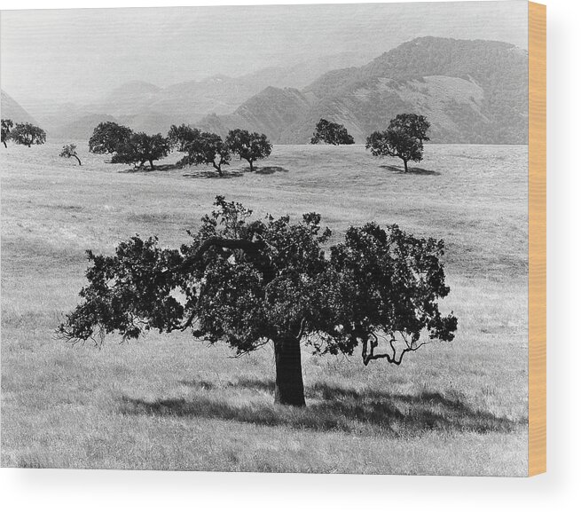 Scenics Wood Print featuring the photograph Trees In A Field by Monte Nagler