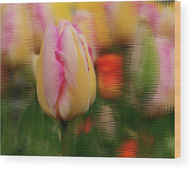 Jean Noren Wood Print featuring the photograph Tulip Distraction by Jean Noren