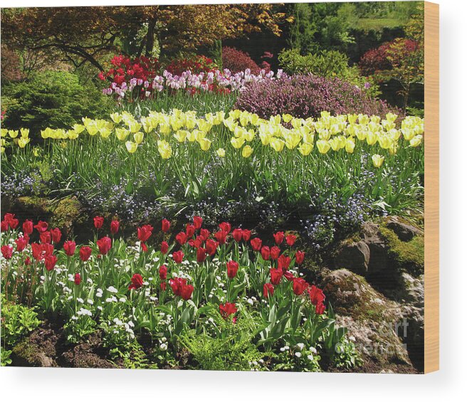 Tulip Gardens Wood Print featuring the photograph Tulip Gardens by Terri Brewster